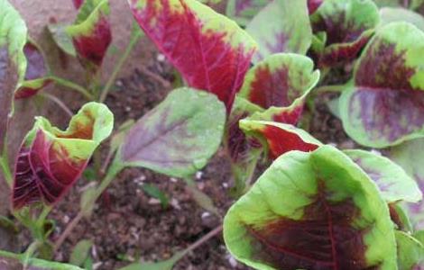 苋菜是不是发物（苋菜是不是发物什么人不能吃?）