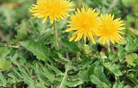 蒲公英水能长期喝吗(蒲公英水能长期喝吗是否有副作用?)