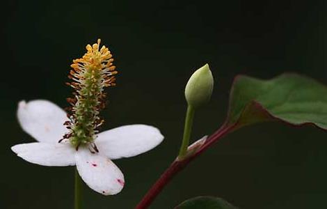 鱼腥草什么人不能吃（鱼腥草什么人不能吃乳腺炎吃点什么蔬菜）