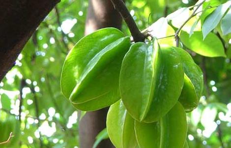 孕妇能吃杨桃吗（孕妇能吃杨桃吗孕中期）