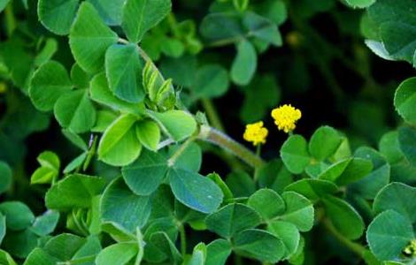 苜蓿的营养价值（苜蓿的营养价值及功效）