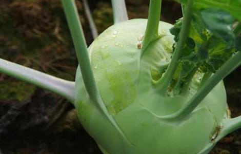 苤蓝的营养价值 苤蓝的营养价值及功效