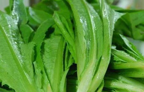 油麦菜可以生吃吗 油麦菜可以生吃吗含草酸吗