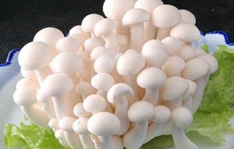 白玉菇的营养价值
