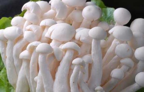 白玉菇的营养价值