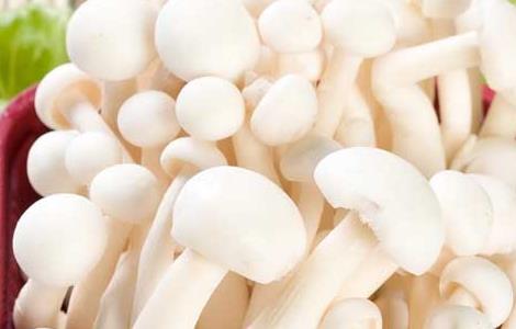 白玉菇的营养价值