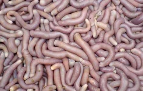 沙虫的功效与作用 沙虫的功效与作用及营养