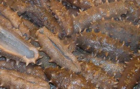 吃海参有什么好处 女人吃海参有什么好处