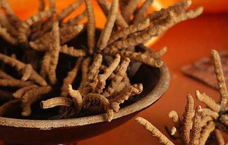 冬虫夏草一天吃几根（冬虫夏草一天吃几根合适泡水喝）
