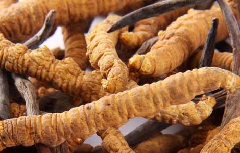 冬虫夏草怎么保存时间长（冬虫夏草怎么长期保存）