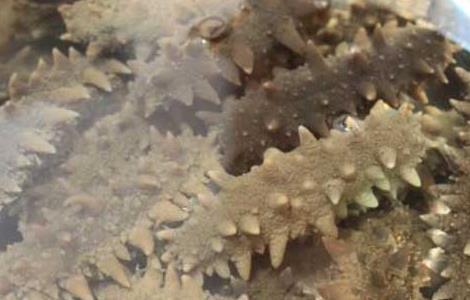 海参不能和什么一起吃 海参不能和什么一起吃,海参和什么相克