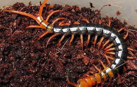 家里有蜈蚣有何征兆 家里有蜈蚣有何征兆呢