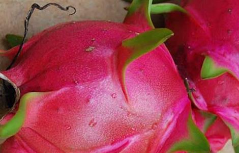 火龙果可以放冰箱吗（火龙果可以放冰箱吗夏天）