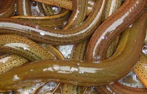 黄鳝死了还能吃吗 黄鳝死了还能吃吗视频