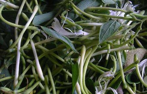 金银花茶孕妇可以喝吗 菊花茶金银花茶孕妇可以喝吗