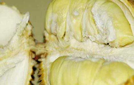 榴莲和虾能一起吃吗(榴莲和虾能一起吃吗早餐)