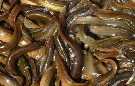 哪些人不适合吃泥鳅 哪些人不适合吃泥鳅鱼