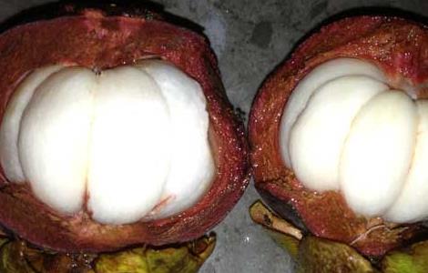 山竹皮的功效与作用(山竹皮的功效与作用及禁忌)