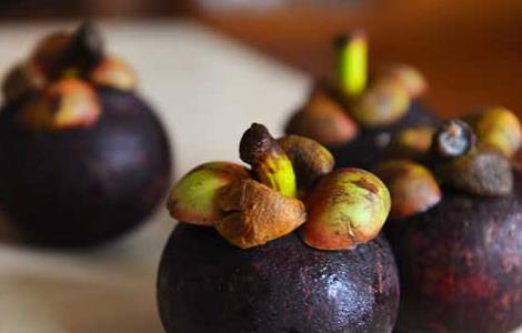 山竹皮的功效与作用