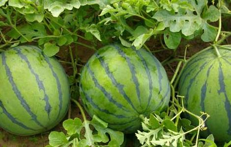 西瓜能和桃子一起吃吗 西瓜能和桃子一起吃吗视频