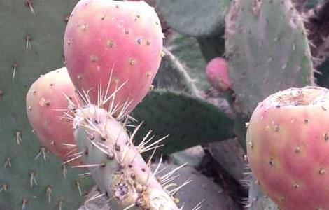 仙人掌果的功效与作用 仙人掌果的功效与作用图片