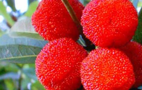 杨梅不能和什么一起吃（杨梅不能和什么一起吃/同吃）