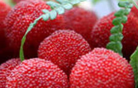 杨梅不能和什么一起吃