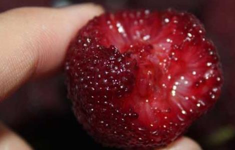 杨梅不能和什么一起吃