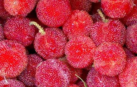 杨梅不能和什么一起吃