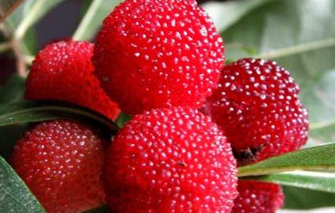 杨梅可以放冰箱保存吗 杨梅可以放冰箱保存吗多久