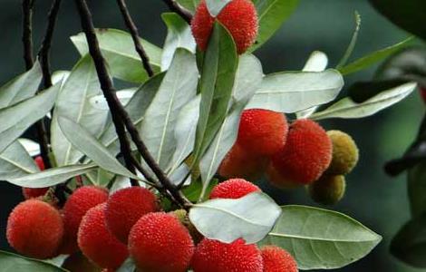 杨梅汁怎么洗干净(杨梅汁怎么洗才能洗干净)