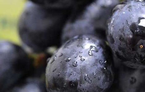 黑加仑的功效与作用及食用禁忌 黑加仑有什么功效与作用禁忌