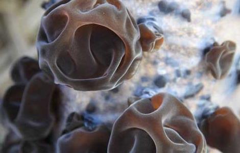 木耳不能和什么一起吃（木耳不能和什么一起吃香哈）