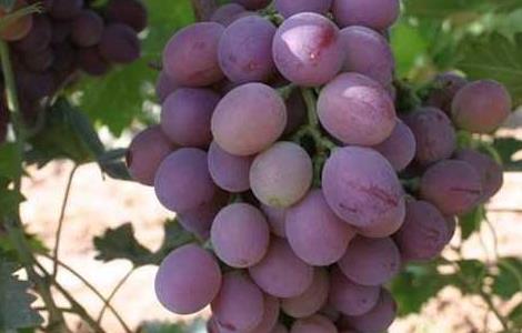 葡萄皮真的能吃吗 葡萄皮真的能吃吗百度百科