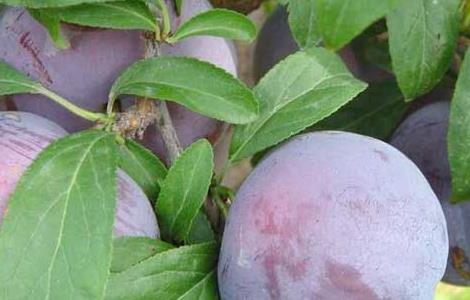 黑李子的功效与作用及禁忌 黑李子的营养价值与食用功效