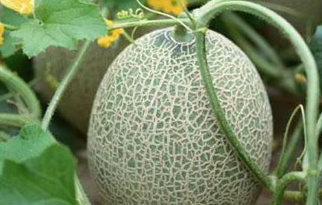 吃哈密瓜有什么好处 吃哈密瓜有什么好处?