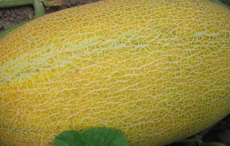 哈密瓜不能和什么一起吃 哈密瓜不能和什么一起吃会拉肚子