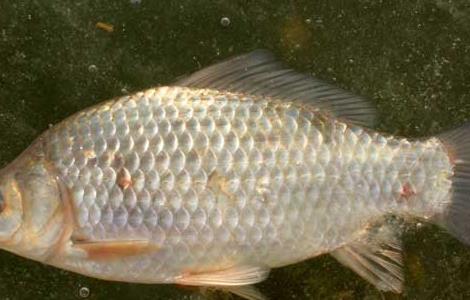 鲫鱼不能和什么一起吃 鲫鱼不能和什么一起吃相克