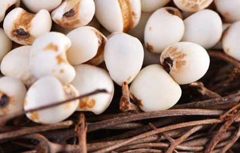 薏米不能和什么一起吃 薏米不能和什么一起吃香哈