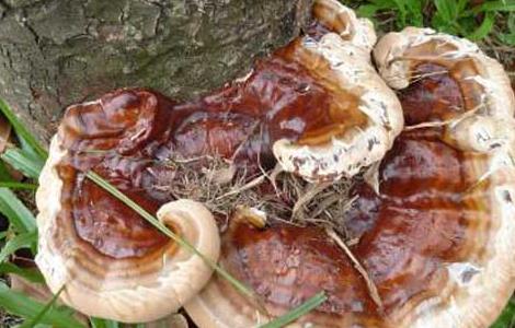 哪种人不适合吃灵芝 哪些人适合吃灵芝