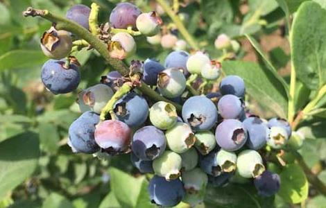 蓝莓泡酒的功效与作用 蓝莓泡酒的功效与作用及禁忌症