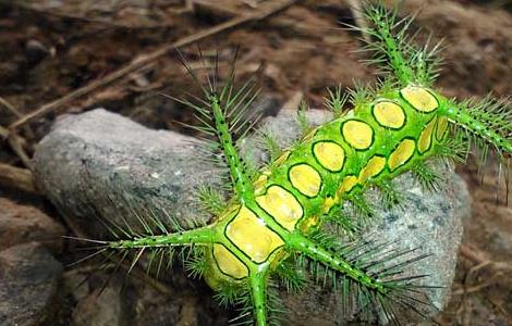 被八角丁蛰了怎么办（被八角虫蛰了怎么办）