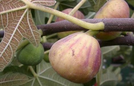 哺乳期可以吃无花果吗（哺乳期可以吃无花果吗对婴儿有影响吗）