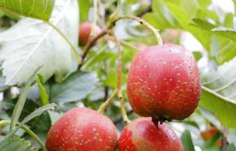 山楂不能和什么一起吃 山楂不能和什么一起吃相克