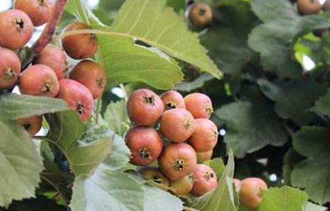 山楂不能和什么一起吃