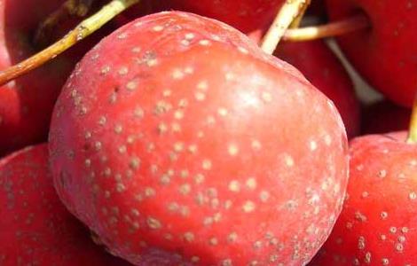 哺乳期能吃山楂吗 哺乳期能吃山楂吗?