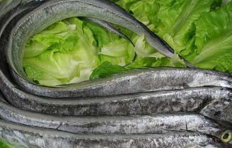 孕妇可以吃带鱼吗 孕妇可以吃带鱼吗对胎儿有影响吗