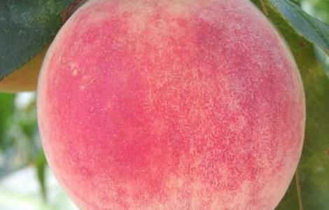 女性痛经可以吃桃子吗（来姨妈痛经可以吃桃子吗）