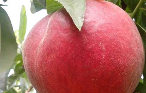 吃桃子可以减肥吗 减肥能不能吃桃子?