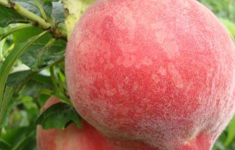 吃桃子真的会长胖吗 吃桃子真的会长胖吗女生